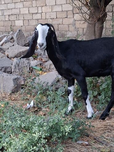 Dişi, Hələb, il: 2, Damazlıq, Ünvandan götürmə