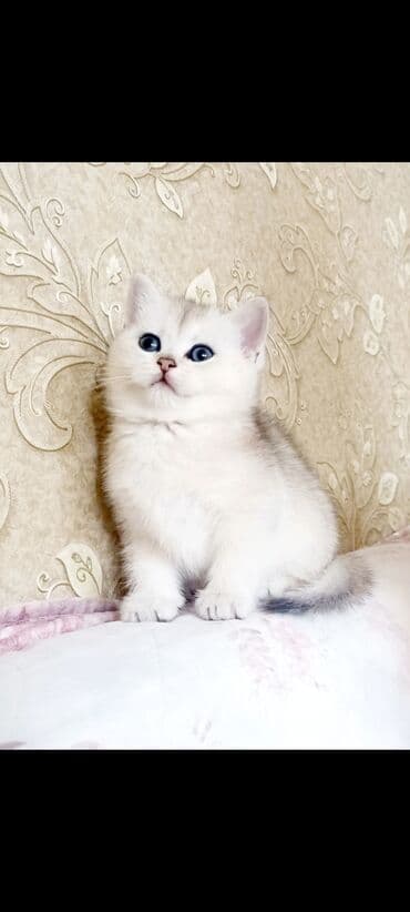 Britan, Erkək, Dişi, Yaxşı əllərə, Ünvandan götürmə