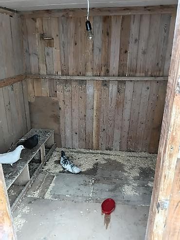 qoyun heyvan: Taxta göyərçin yuvası/volyer - Material: tamamilə ağacdan yığılmış — 3