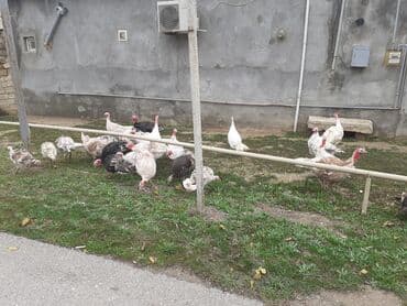 qus tutulma: Salam Hinduşkalar diri çəkisi --- erkəklər 12 manat, Dişilər 15 manat — 6