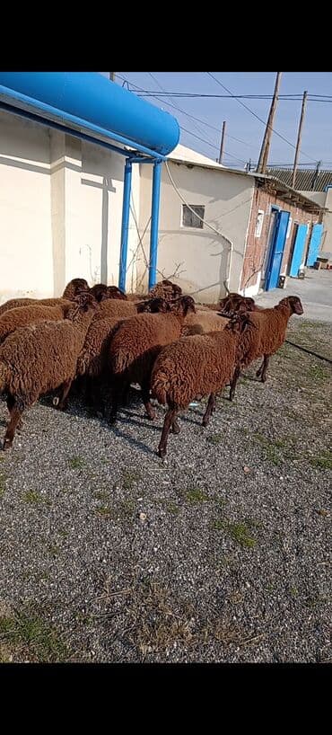 qoyunlar: Dişi, Qala, il: 1, 50 kq, Damazlıq, Ünvandan götürmə — 4