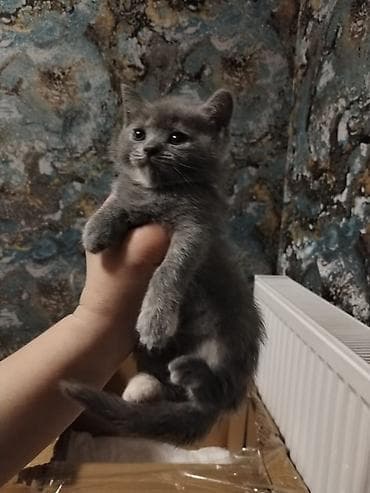 qara pişik: Şotland yastı qulaq — 2