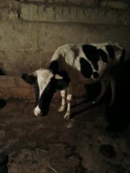 Коровы, быки: Самка, Holsteyn, лет: 2, 200 кг, Для молока, Бесплатная доставка — 1