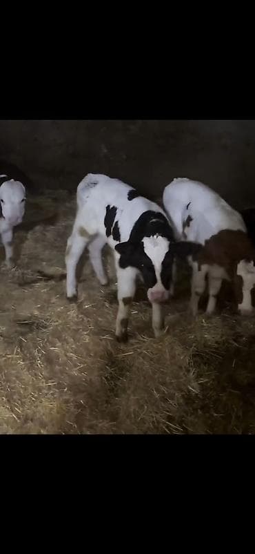 dişi buzov: Satış üçün buzovlar - Növ: südlük/dana növü, qarışıq ləkəli rənglər — 7