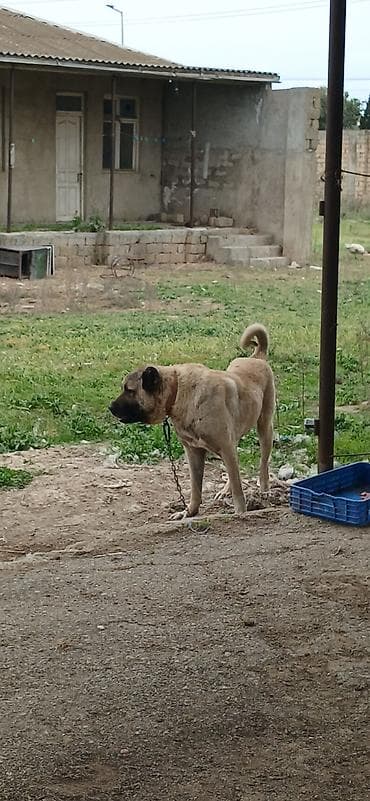 lelekli heyvanlar: Kanqal, 2 il, Erkek, Peyvəndli, Ödənişli çatdırılma — 3