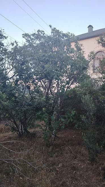 Bitkilər: Salam Novxanıda 6sot bağ satılır sotu 9mine bağda cərəyan elektrik var — 1