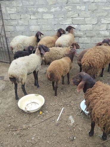 bmw 3 серия 328xi at: Erkək, Qala, il: 1, 70 kq — 17