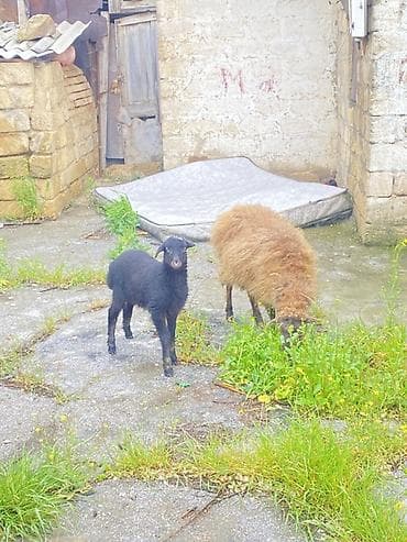 mal bazari: Teclii satlır reyal alcı buyursun — 2