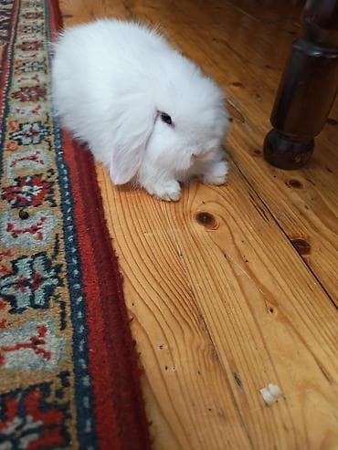 dekarativ heyvanlar: 2kisi bir yerde satilir Ev üçün dekorativ dovşan balaları - Cins — 4