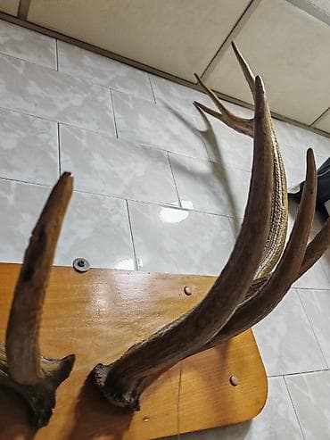 divar şəkli: Dekorativ maral buynuzu – divar paneli - Təbii maral buynuzları, iri — 4