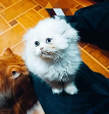 siyam pisik: Britan — 8