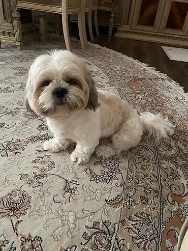 ev heyvanlari: Shi-tsu, 6 ay, Erkek, Pulsuz çatdırılma — 1