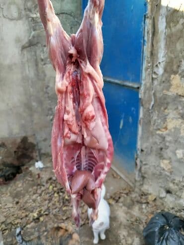 baliq topdan satis: Dovşan eti halal kesilmiş halal ceki 1 ededi gelir 1k.800q. 1k.500q — 46
