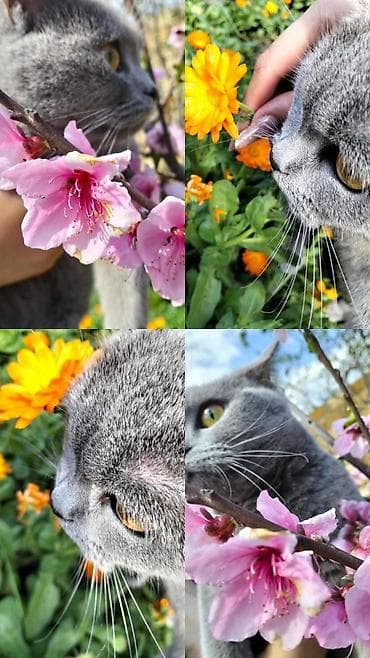 mavi rus pişiyi: Britan, Dişi — 4