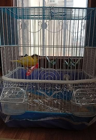 heyvanlar ucun bit dermani: Bülbül 3_4 ayliq dişidir təkdi başqasi yoxdu Qəfəslə birlikdə 70 manat — 2