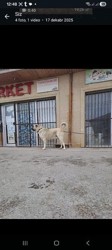 Pişiklər: Kanqal — 4