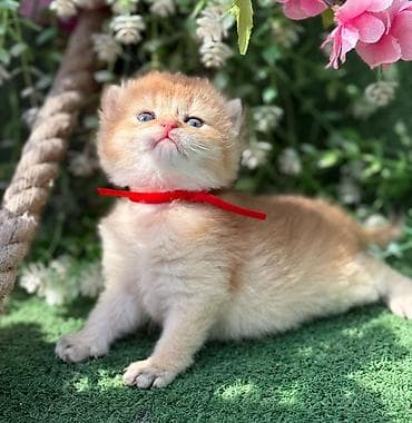 sud mawini: Britan — 1