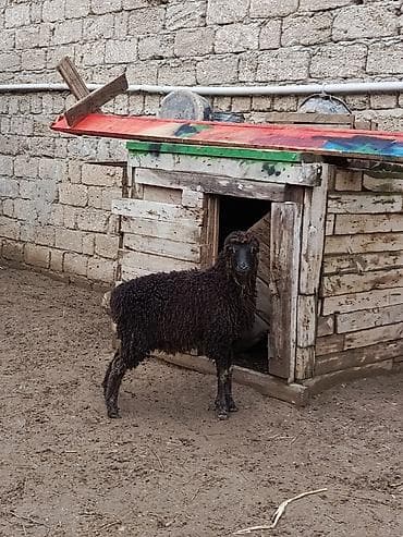 kreditle mal qara: Erkey quzu — 2