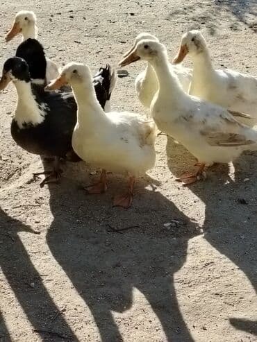 ördək neçə günə bala çıxarır: Sadəcə ağlar ördəkkər satılır 6 aylıqdır — 12