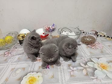 anqor pisik: Britan yastı qulaq, Yaxşı əllərə — 9