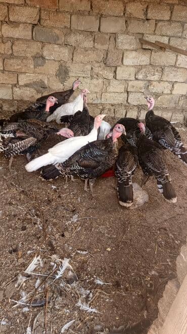 at və eşşəyin cütləşməsi: Məhsul: Hinduşka sürüsü (qarışıq rəng və cinslər) Təsvir: -kom — 3