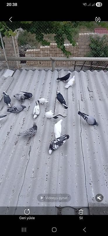 ev heyvanı satışı: 25dene terkitme quşlardı kim istese Bilecerde hamısı bir yerde 150azn — 1