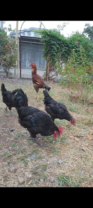 pişik satışı ucuz: Avstralop tek xrozu 30 manat 1 yaşi var — 7