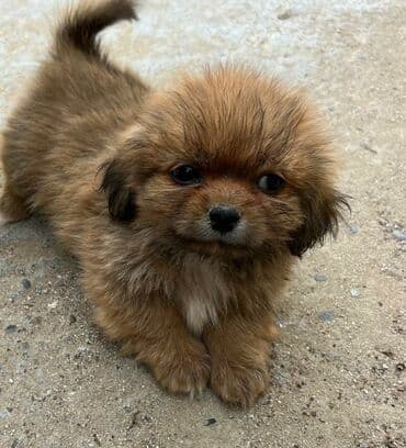 pekines balaları: Pekines — 2