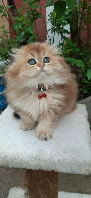 pişik satisi 2022: Ny25 uzuntük gold sallaqulaq dişi — 1