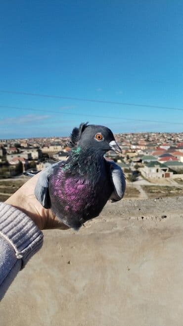 золотистый ретривер цена в баку: Satılır 35 azn ciddi şexsler vatsapda yazsın — 1