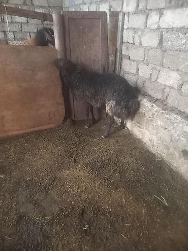 Erkək, Qala, il: 3, Damazlıq