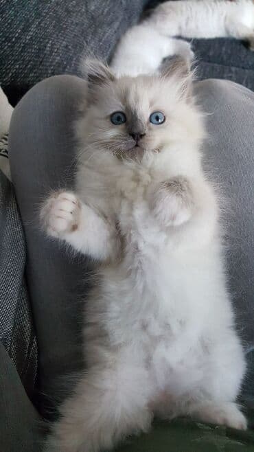 cins pişik satışı: Şinşilla, Erkək, Yaxşı əllərə, Ödənişli çatdırılma — 2