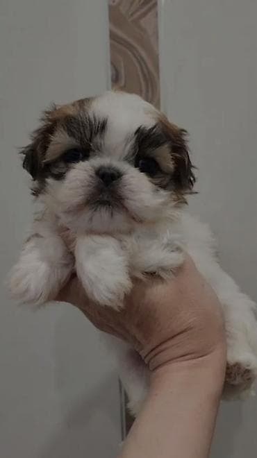 Птицы: Ши-тцу — 1