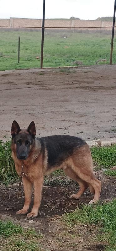 doyus itleri: Alman çoban iti, 2 il, Erkek, Peyvəndli, Pulsuz çatdırılma — 1