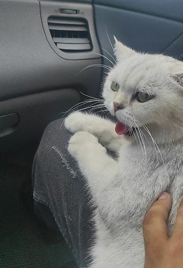 britain pisik: Britan — 1