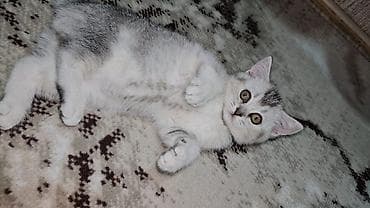 pişim: Britan, Pulsuz çatdırılma — 6