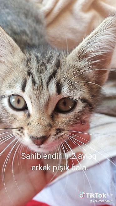 su samuru: Sibir, Erkək, Dişi, Ünvandan götürmə — 9