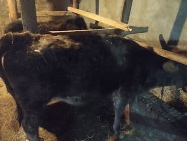 Kia: Danalar satilir tecili mallar Gilezide baki quba yolunun usdundedi tam — 4