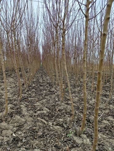 zeytun satışı: Ərik Tingləri . "Saglam Tinglər Saglam Bagçiliqin Təminatidir"🌱 Yeni — 9