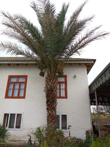 mixek gulunun diger adi nedir: Xurma (xurma xurması) ağacı - Növ: Xurma palmı (phoenix dactylifera — 1