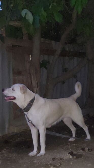 itler bala: 2.5 yaş 1 dəfə doğub 8 bala böyüdüb, sağlam heyvandır — 2