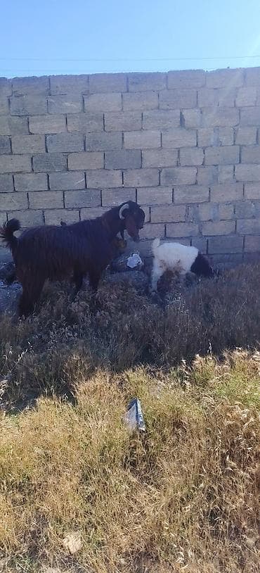heleb kecileri: Erkey teke damazlıq üçün du heleb təmiz — 2