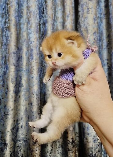 Britan, Erkək, Yaxşı əllərə, Ödənişli çatdırılma