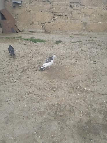 amadin satilir: Kəkilli boynu qüllü çəp maya satılır — 3