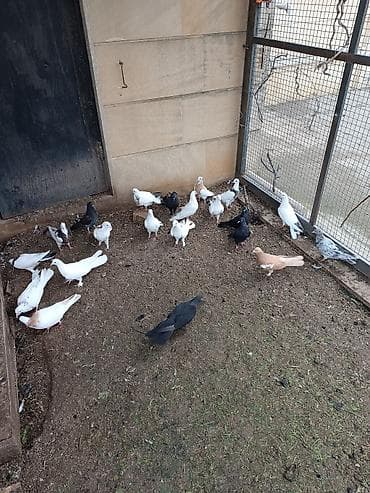 goyərcin satışı: Küt satılır biri 15₼ — 4