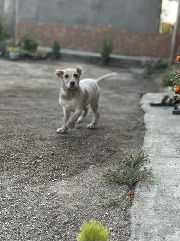 İtlər: Alabay, 2 ay, Erkek, Cütləşmə üçün, Ünvandan götürmə — 1