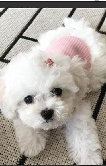 qusarda inek satilir: Bişon Frize — 2