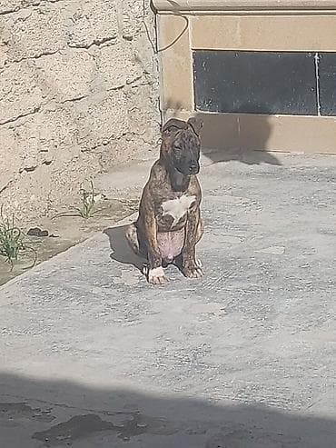 sibir itleri: Erkek — 1