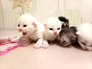 Balaca pişik balaları - Yuva üçün sevimli pişik balaları. Bir neçəsi