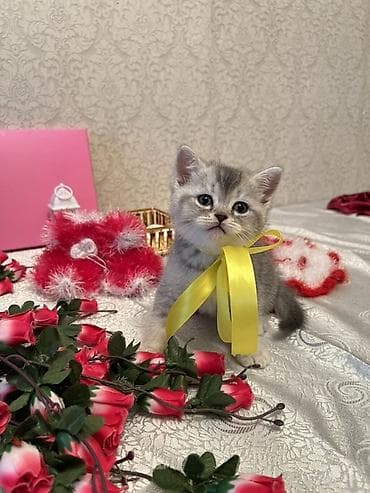 yorga at satilir: Şotland — 5